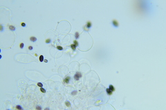 Psathyrella tephrophylla