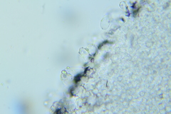 Psathyrella tephrophylla