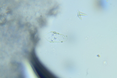 Psathyrella tephrophylla