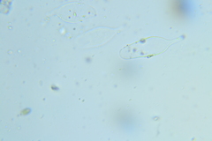 Psathyrella tephrophylla