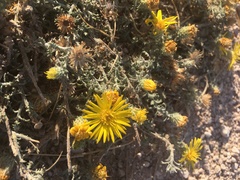 Xanthisma spinulosum