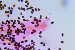 Psathyrella tephrophylla