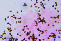 Psathyrella tephrophylla