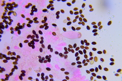 Psathyrella tephrophylla