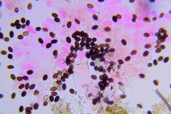 Psathyrella tephrophylla