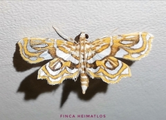 Undulambia polystichalis