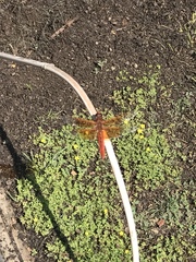 Libellula saturata