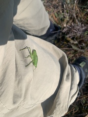 Belocephalus