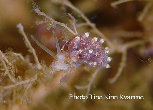 Nudibranchus exiguus