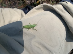 Belocephalus