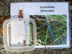 Corduliidae