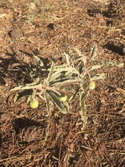 Solanum elaeagnifolium