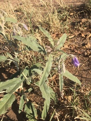 Solanum elaeagnifolium