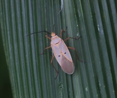 Dysdercus evanescens