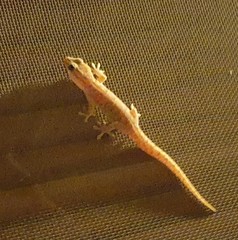 Gehyra versicolor
