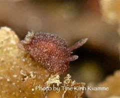 Acanthodoris pilosa