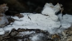 Trechispora regularis