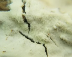 Trechispora regularis