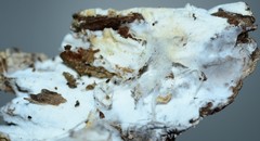 Trechispora regularis