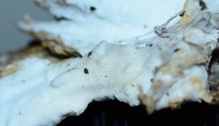 Trechispora regularis