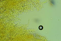 Trechispora regularis