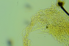 Trechispora regularis