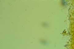 Trechispora regularis