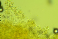 Trechispora nivea