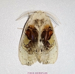 Arrhenophanes perspicilla