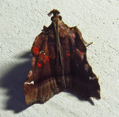 Clydonopteron sacculana