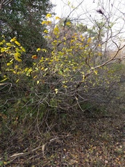 Rhamnus lanceolata