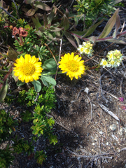 Erigeron aureus