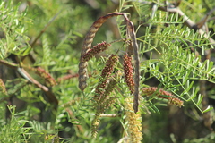 Prosopis flexuosa