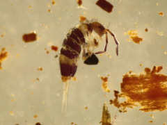 Entomobrya albocincta