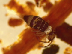 Entomobrya albocincta