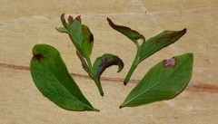 Exobasidium maculosum