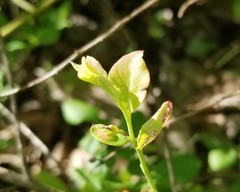 Exobasidium maculosum