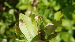 Exobasidium maculosum