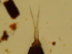 Entomobrya albocincta
