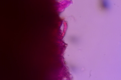 Exobasidium maculosum