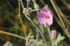 Sphaeralcea mendocina