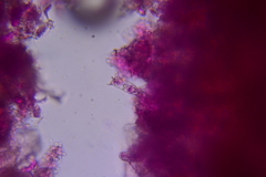 Exobasidium maculosum