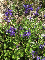 Veronica cusickii