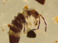 Entomobrya albocincta