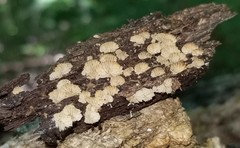 Crepidotus sublatifolius