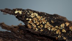 Crepidotus sublatifolius