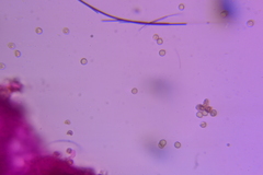 Crepidotus sublatifolius