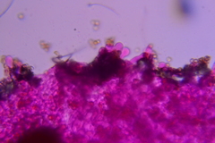 Crepidotus sublatifolius