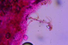 Crepidotus sublatifolius