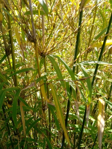 ホウライチク（蓬莱竹）の特徴｜植物図鑑｜エバーグリーン